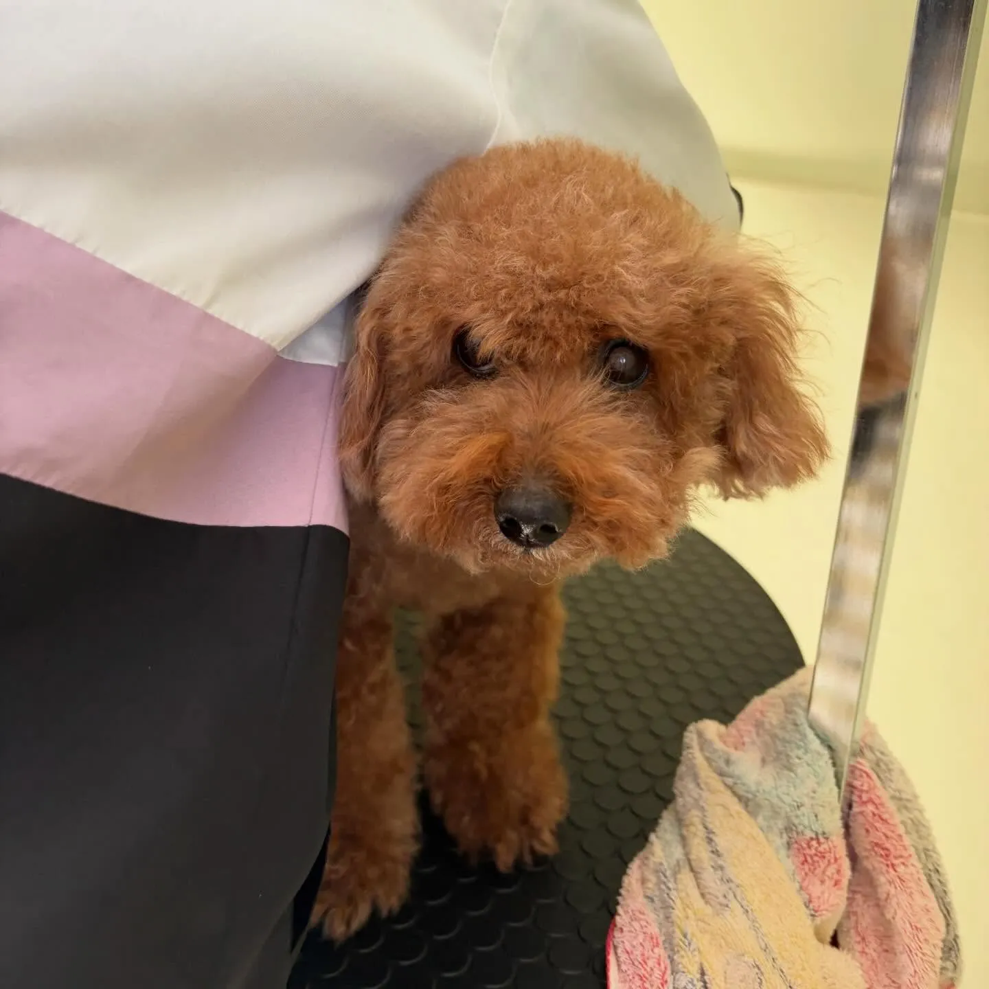 トリミングのセットメニューをご利用頂いたわんこさんたち🐾