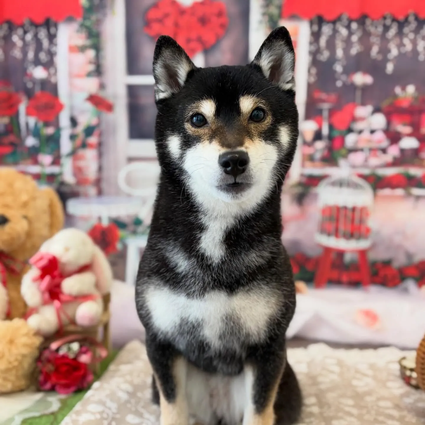 トリミングのセットメニューをご利用頂いたわんこさんたち🐾