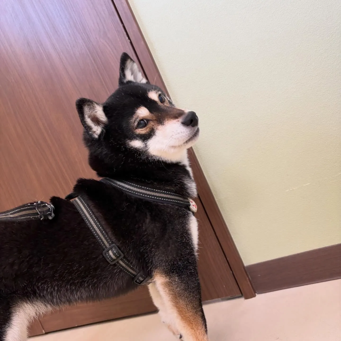 トリミングのセットメニューをご利用頂いたわんこさんたち🐾