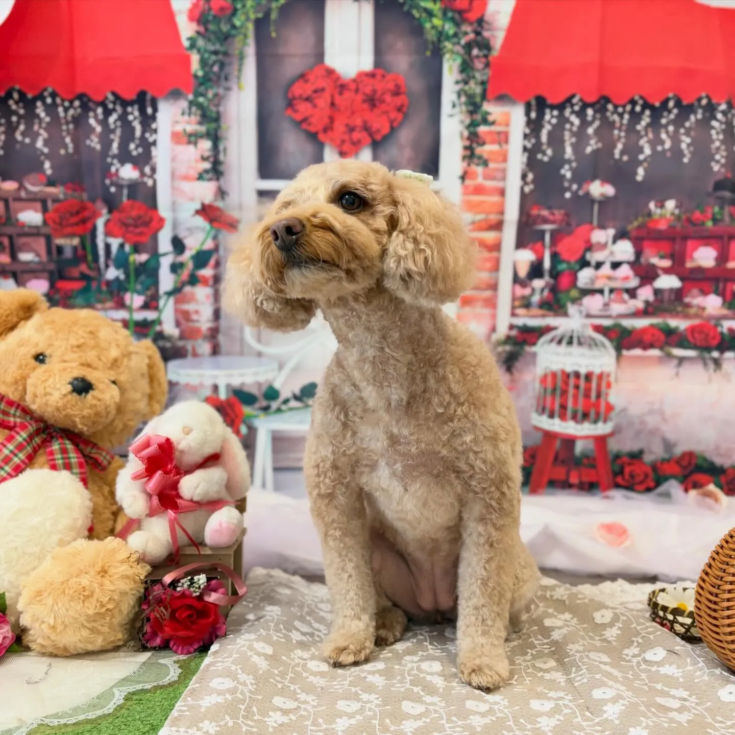 トリミングのセットメニューをご利用頂いたわんこさんたち🐾