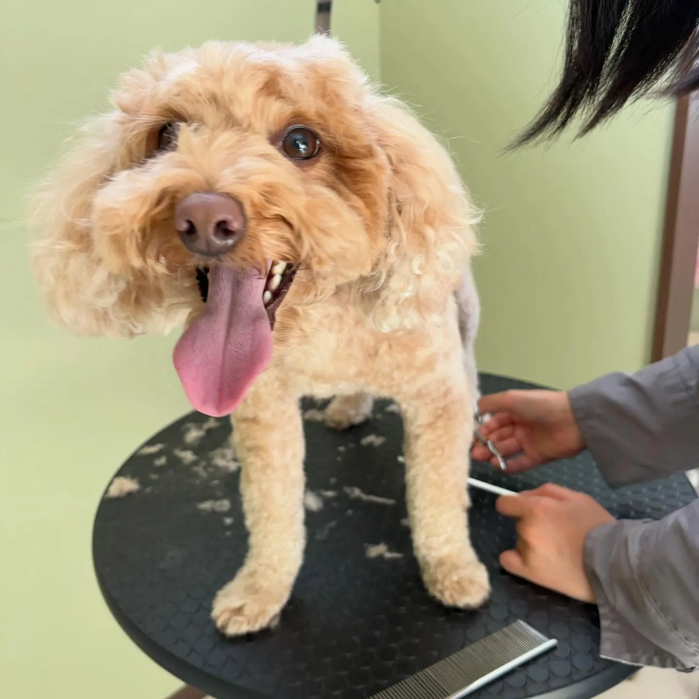 トリミングのセットメニューをご利用頂いたわんこさんたち🐾
