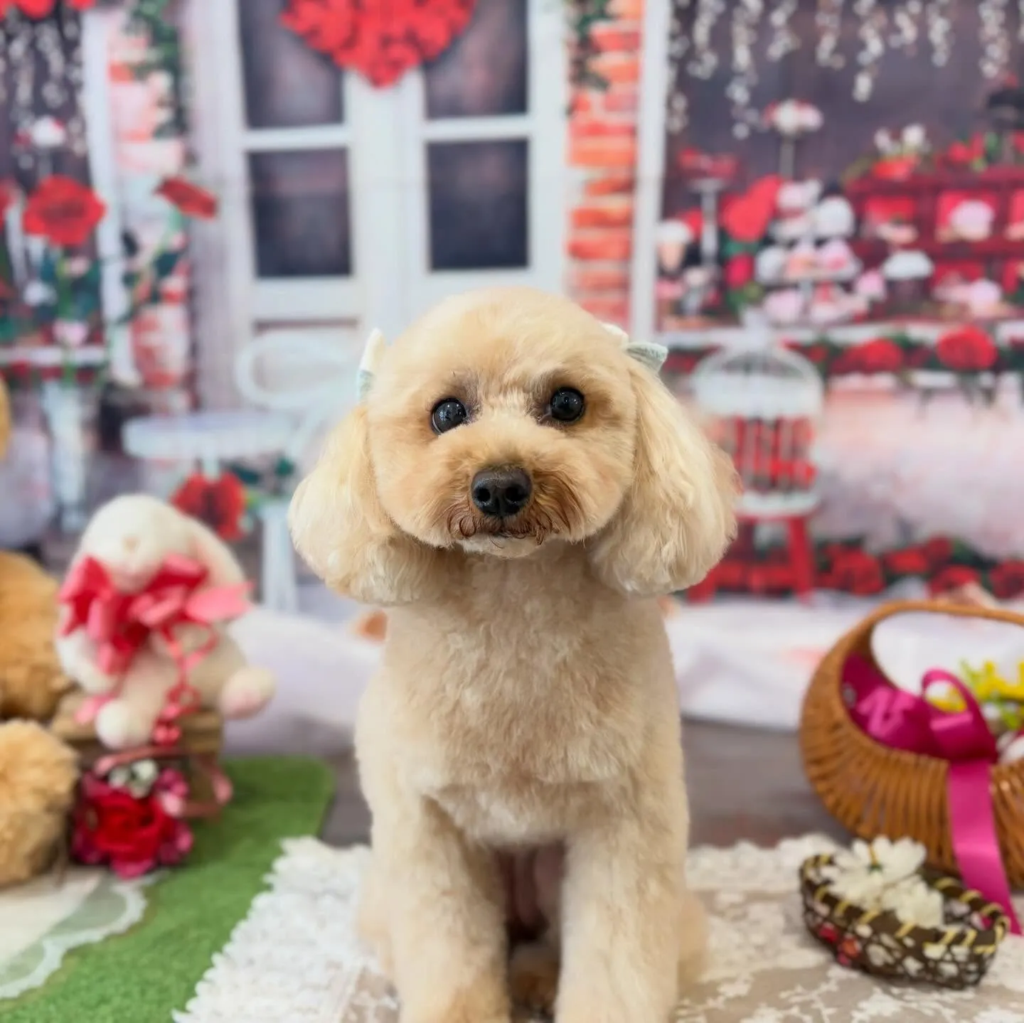 トリミングのセットメニューをご利用頂いたわんこさんたち🐾