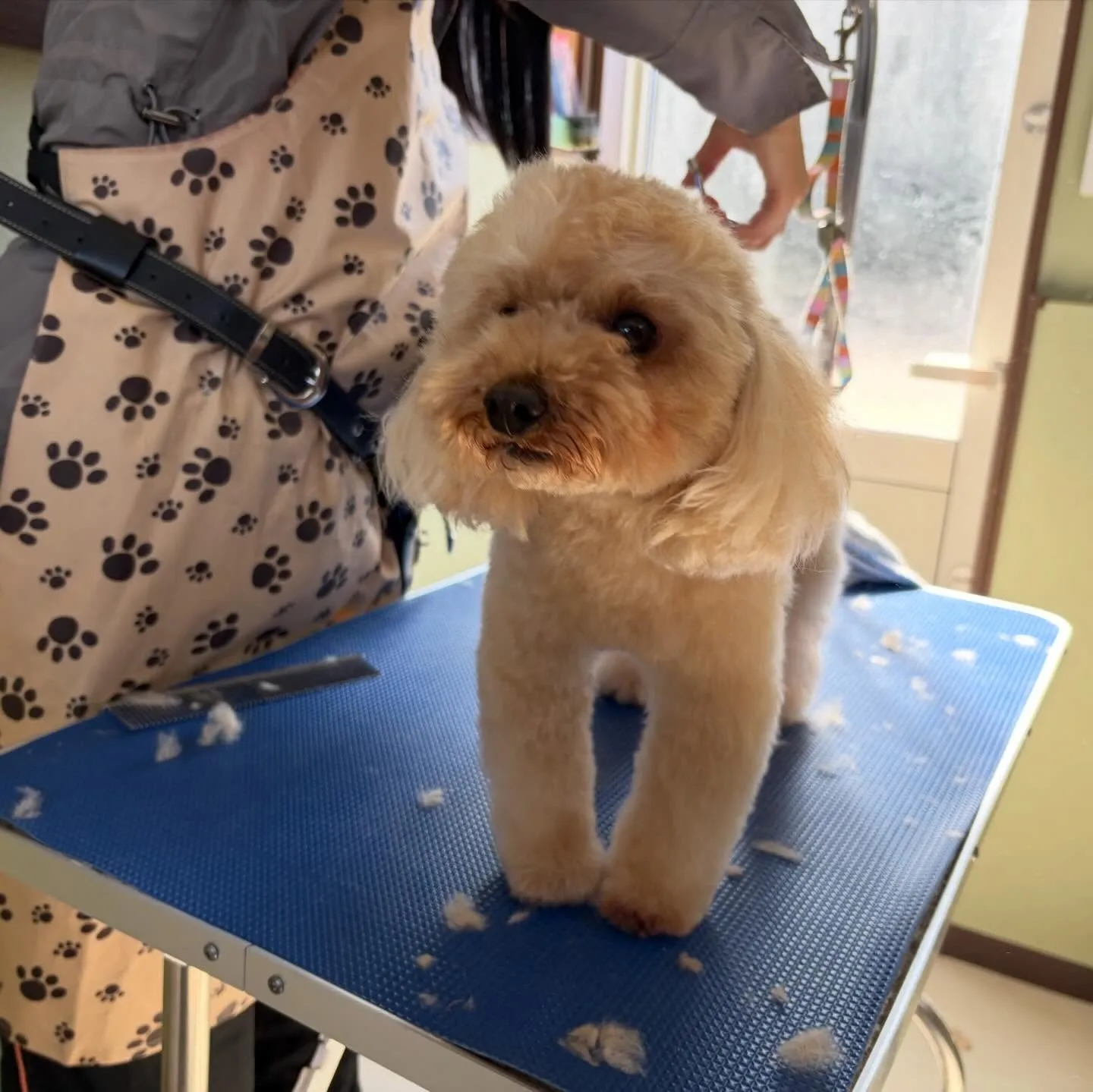 トリミングのセットメニューをご利用頂いたわんこさんたち🐾