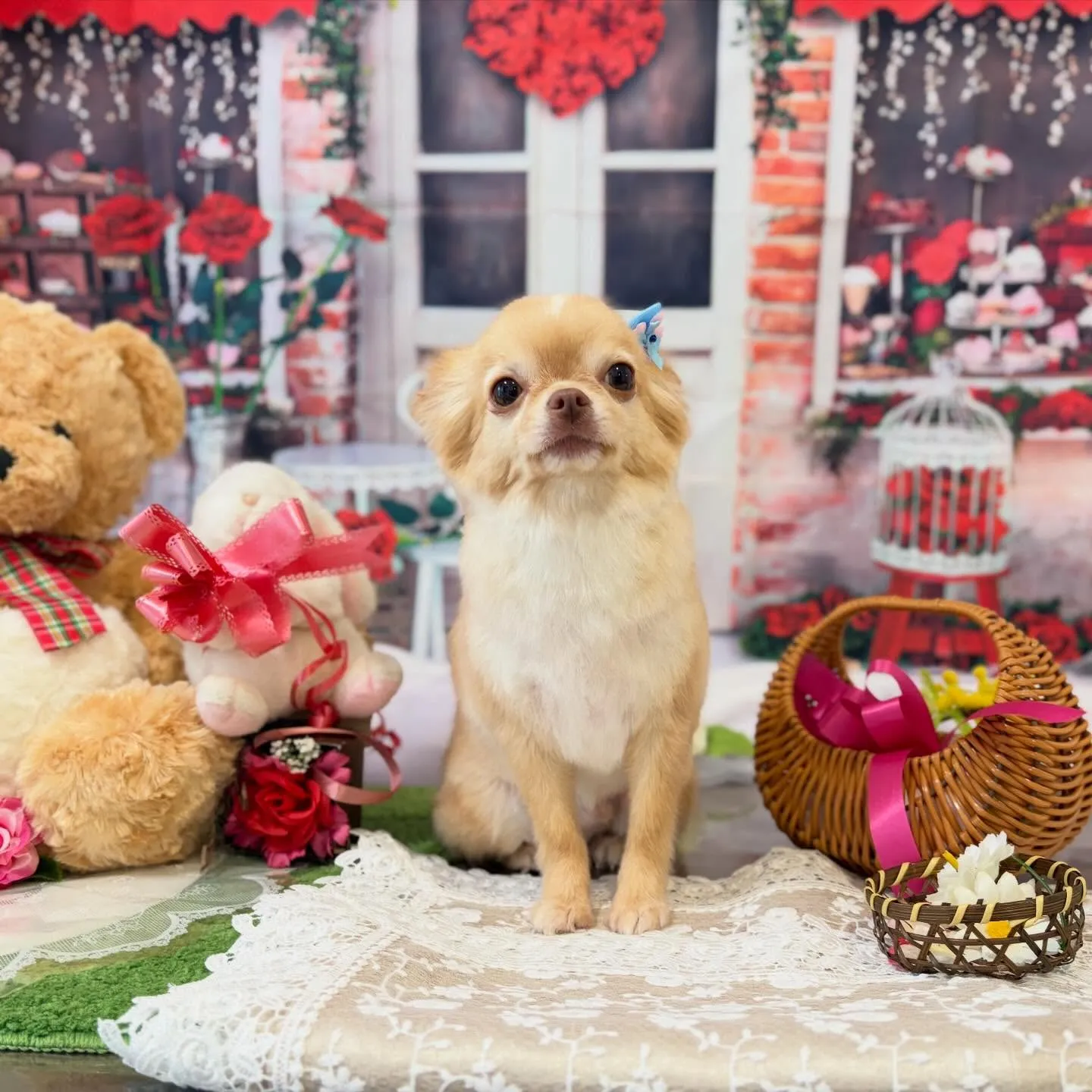 トリミングのセットメニューをご利用頂いたわんこさんたち🐾