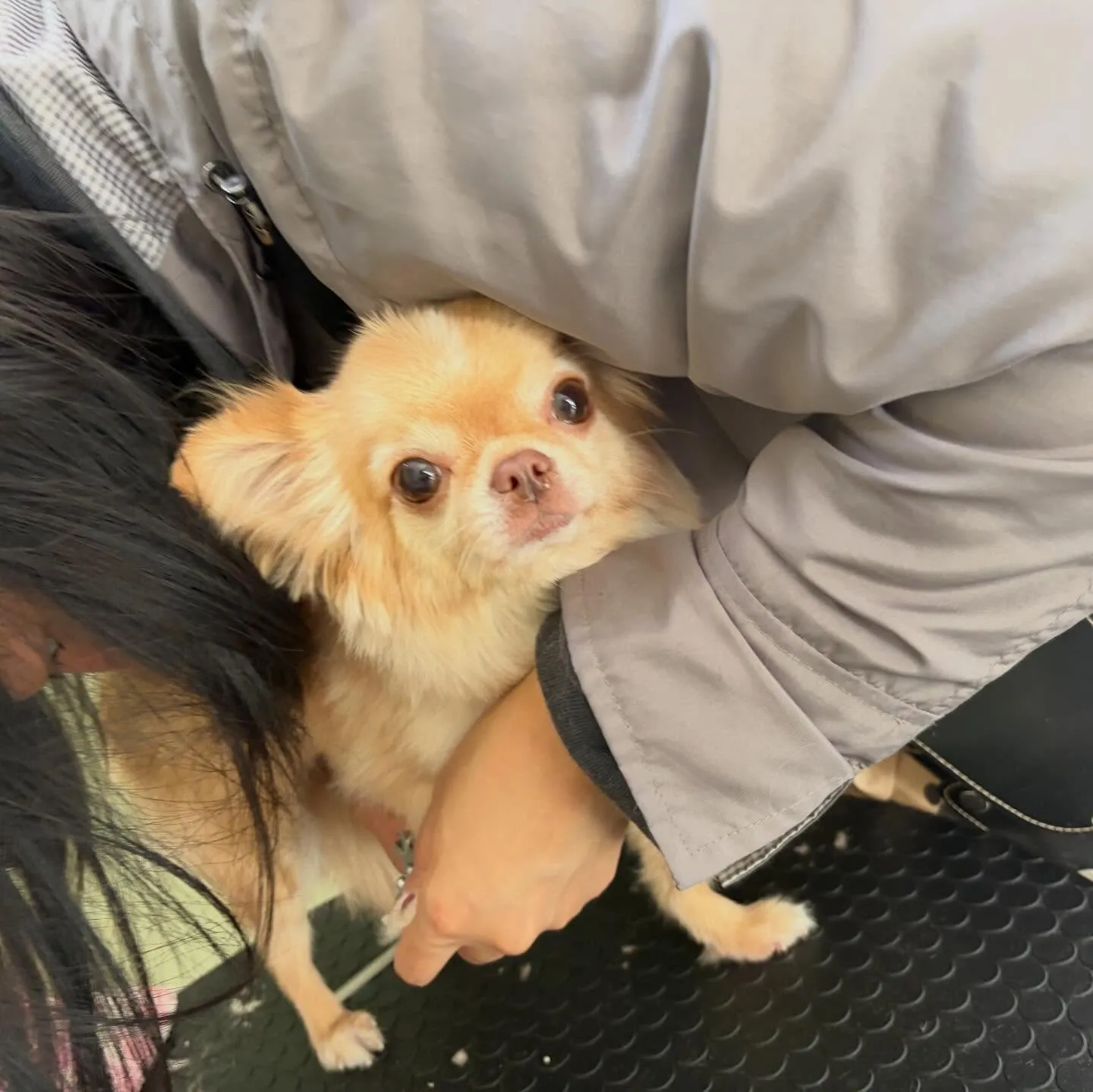 トリミングのセットメニューをご利用頂いたわんこさんたち🐾