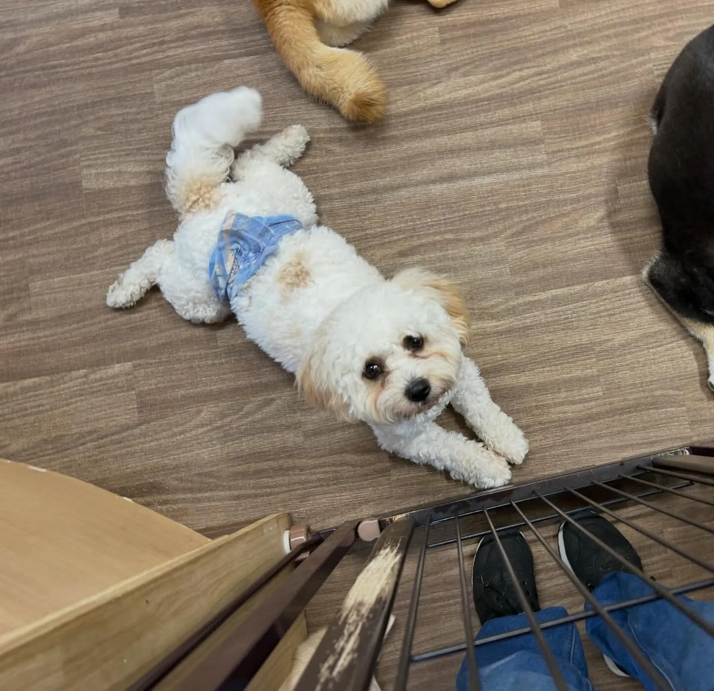 入会してくれたラプくんです🤗