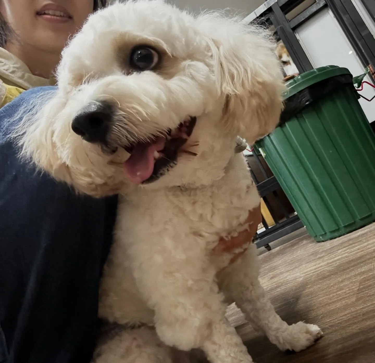 入会してくれたラプくんです🤗