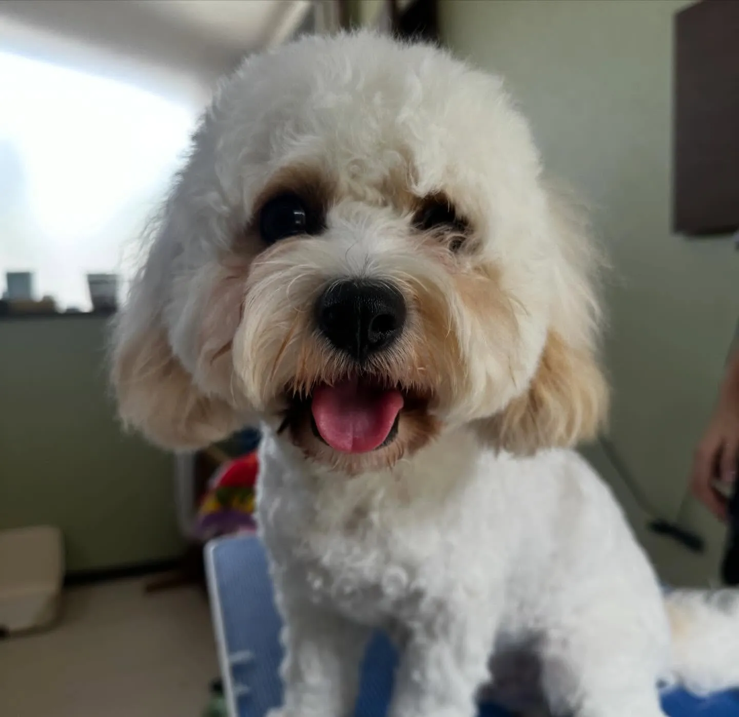 入会してくれたラプくんです🤗