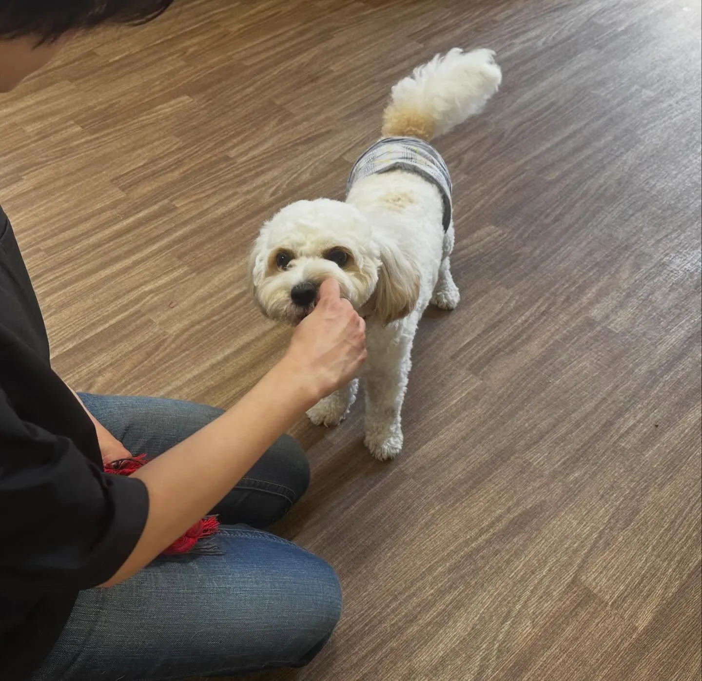 入会してくれたラプくんです🤗