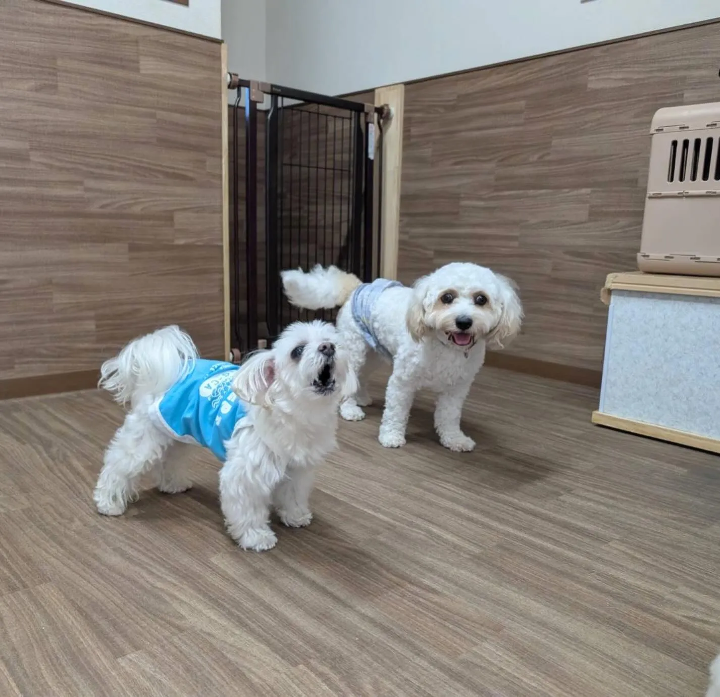 入会してくれたラプくんです🤗