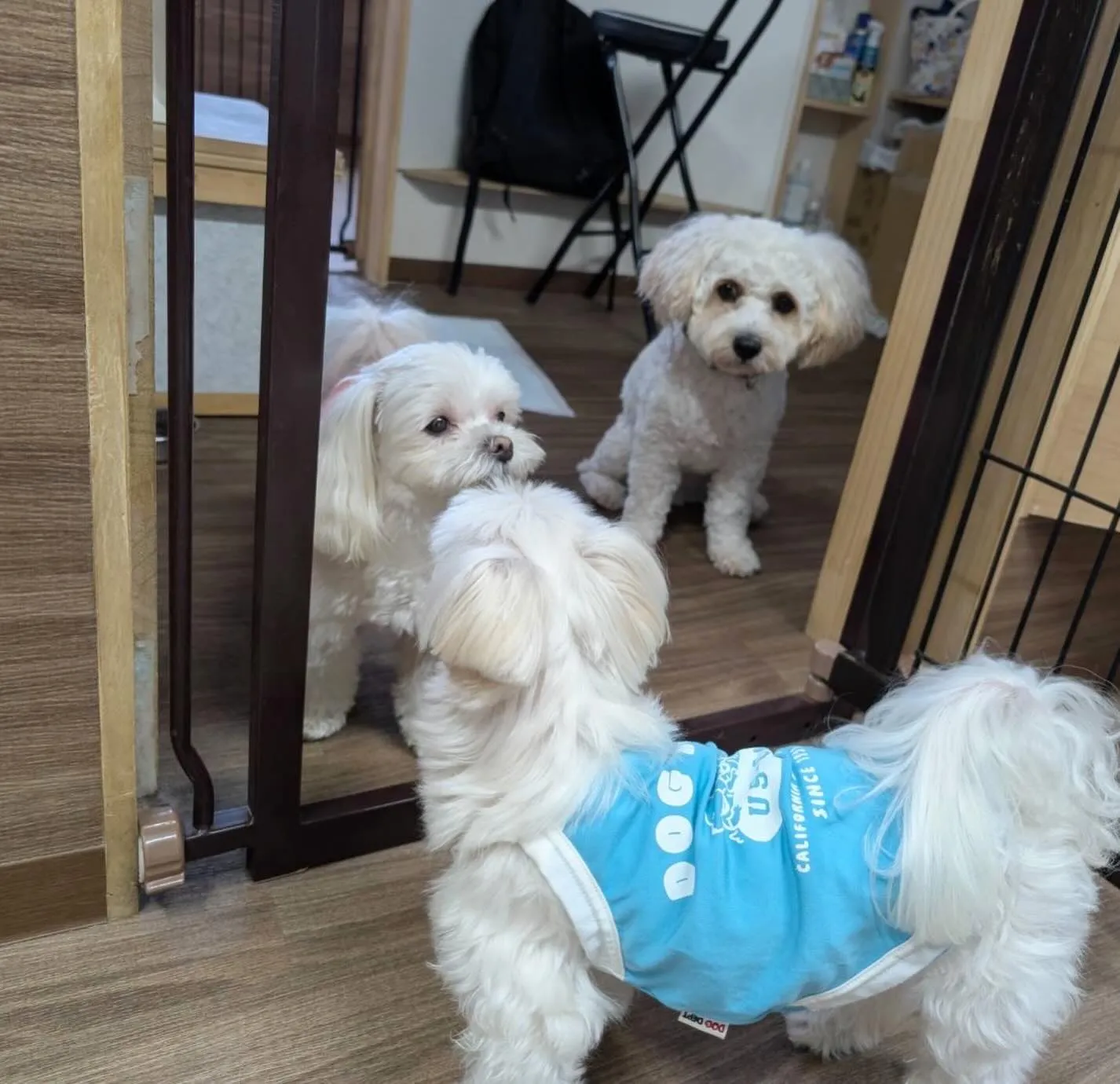 入会してくれたラプくんです🤗