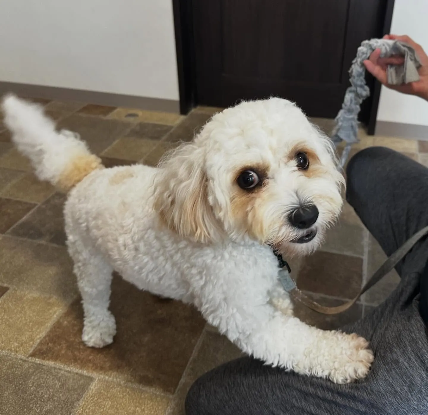 入会してくれたラプくんです🤗