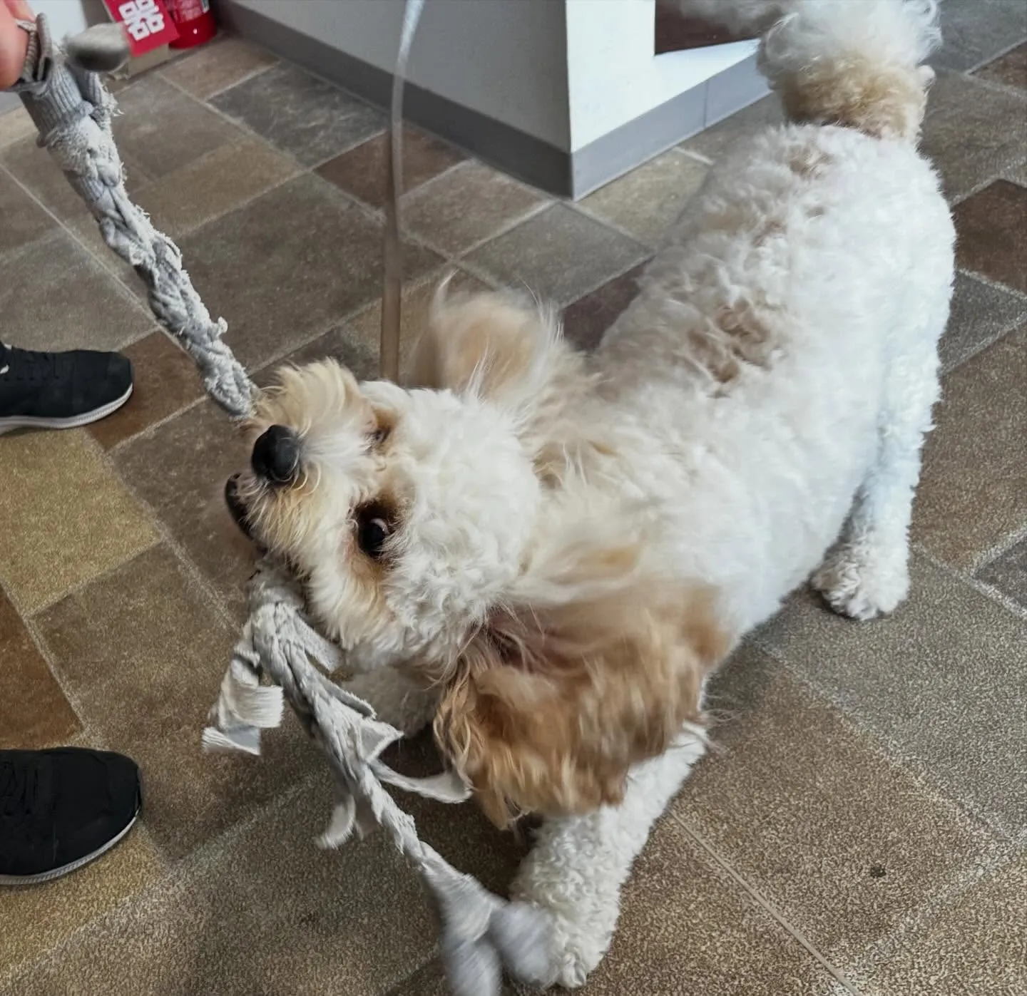 入会してくれたラプくんです🤗