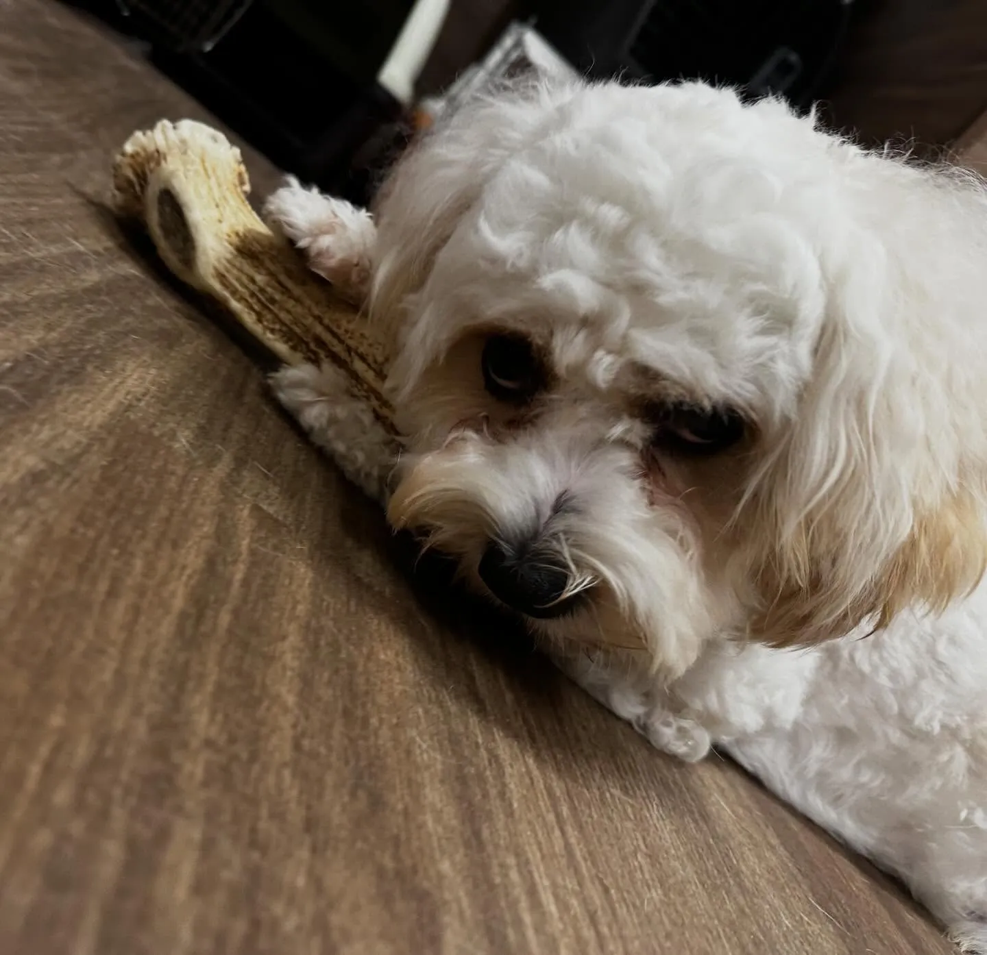 入会してくれたラプくんです🤗