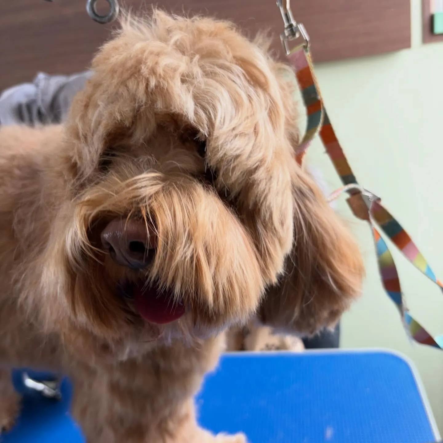 トリミングのセットメニューをご利用頂いたわんこたちです✨️