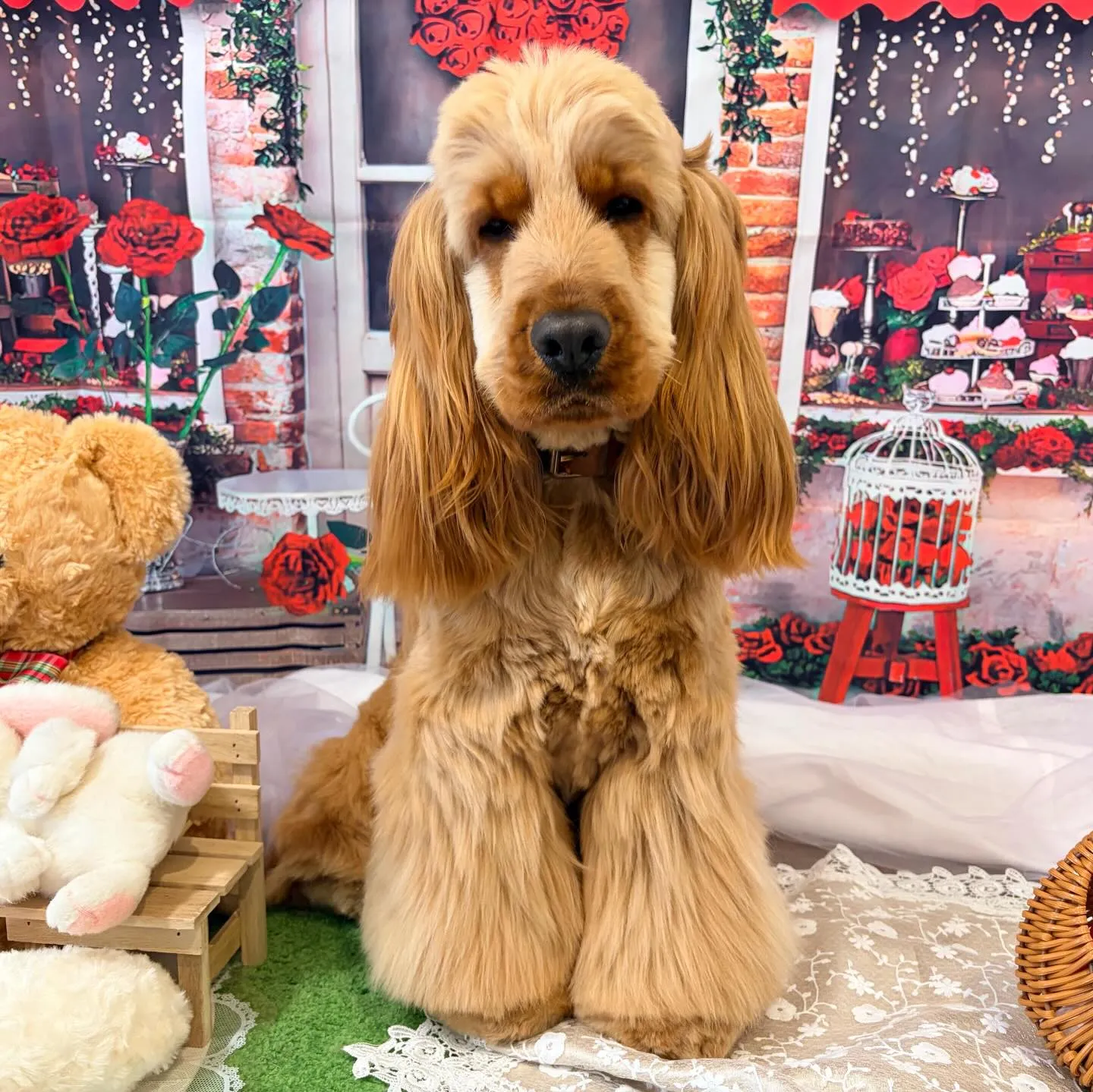 トリミングのセットメニューをご利用頂いたわんこたちです✨️