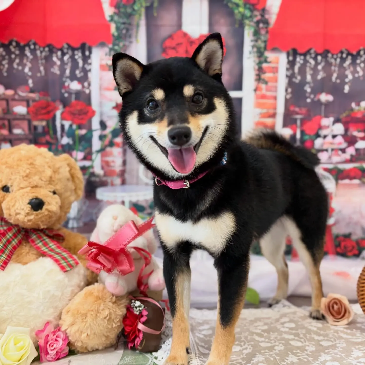 トリミングのセットメニューをご利用頂いたわんこたちです✨️