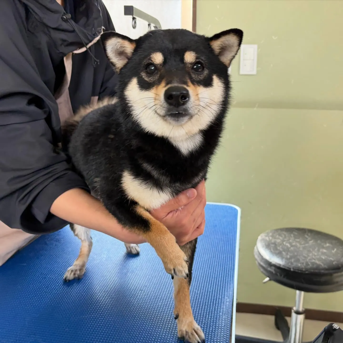 トリミングのセットメニューをご利用頂いたわんこたちです✨️