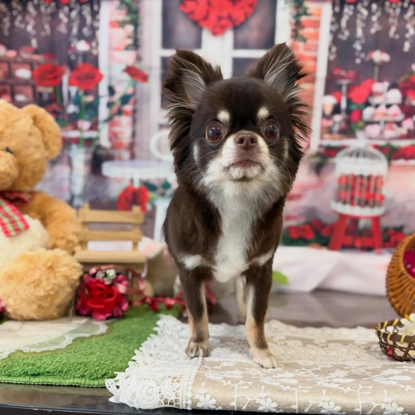 トリミングのセットメニューをご利用頂いたわんこたちです✨️