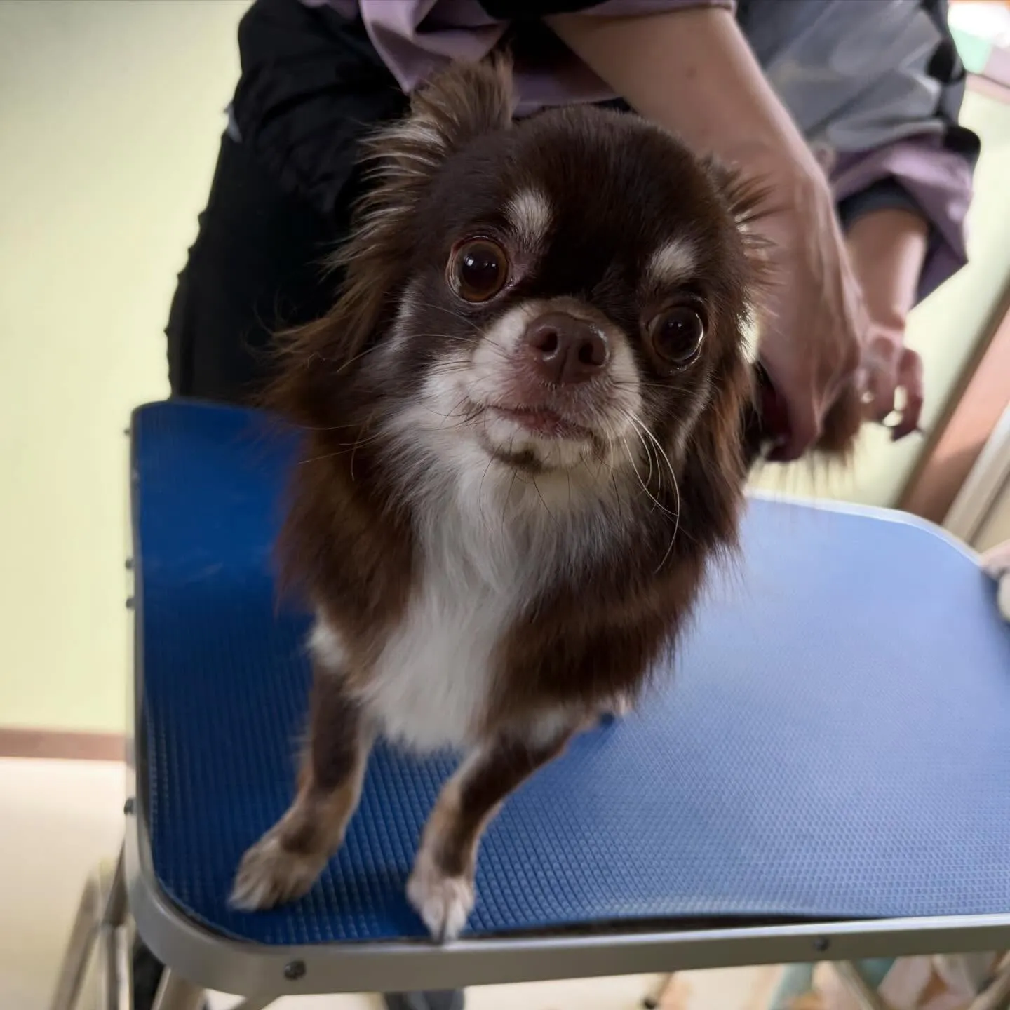 トリミングのセットメニューをご利用頂いたわんこたちです✨️