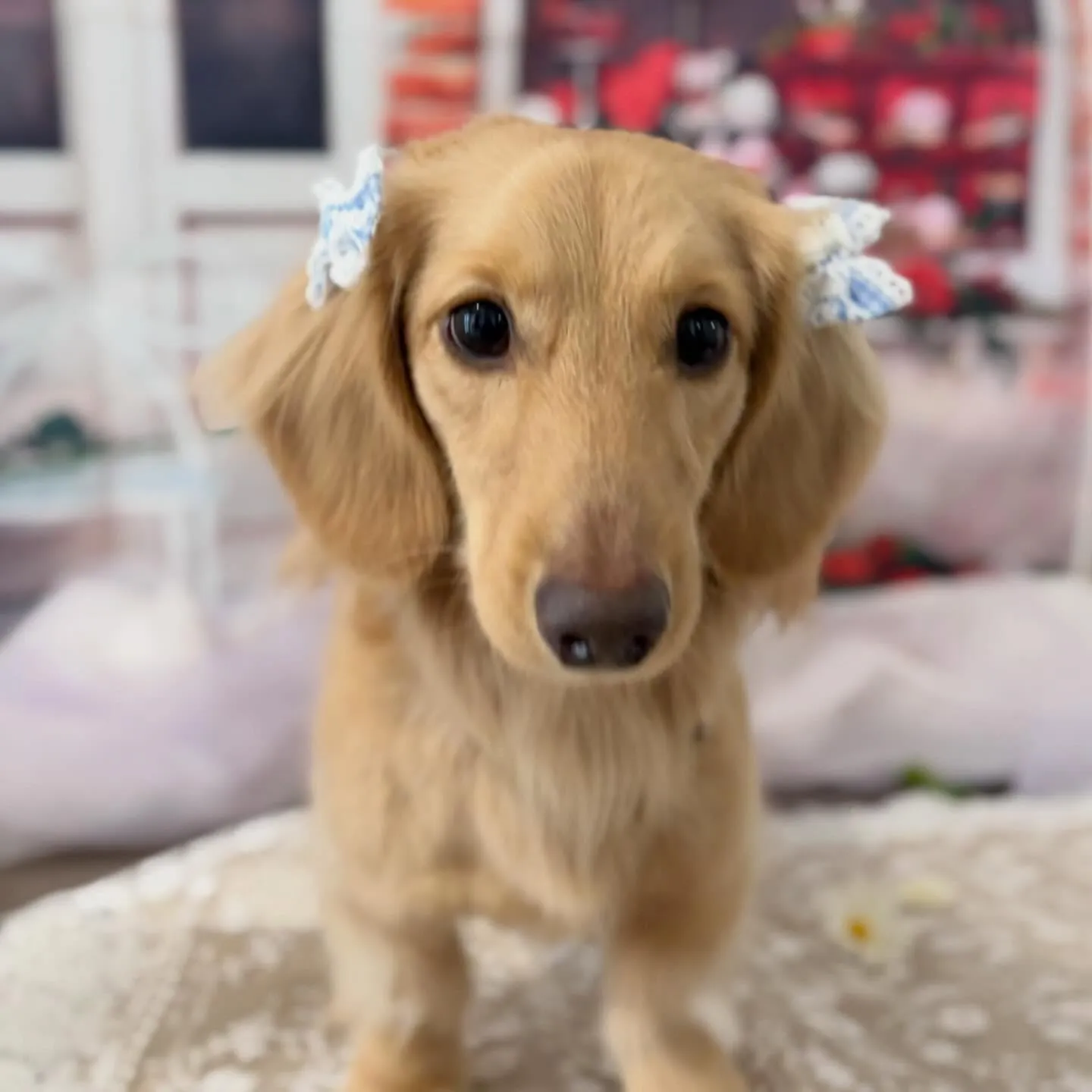 トリミングのセットメニューをご利用頂いたわんこたちです✨️