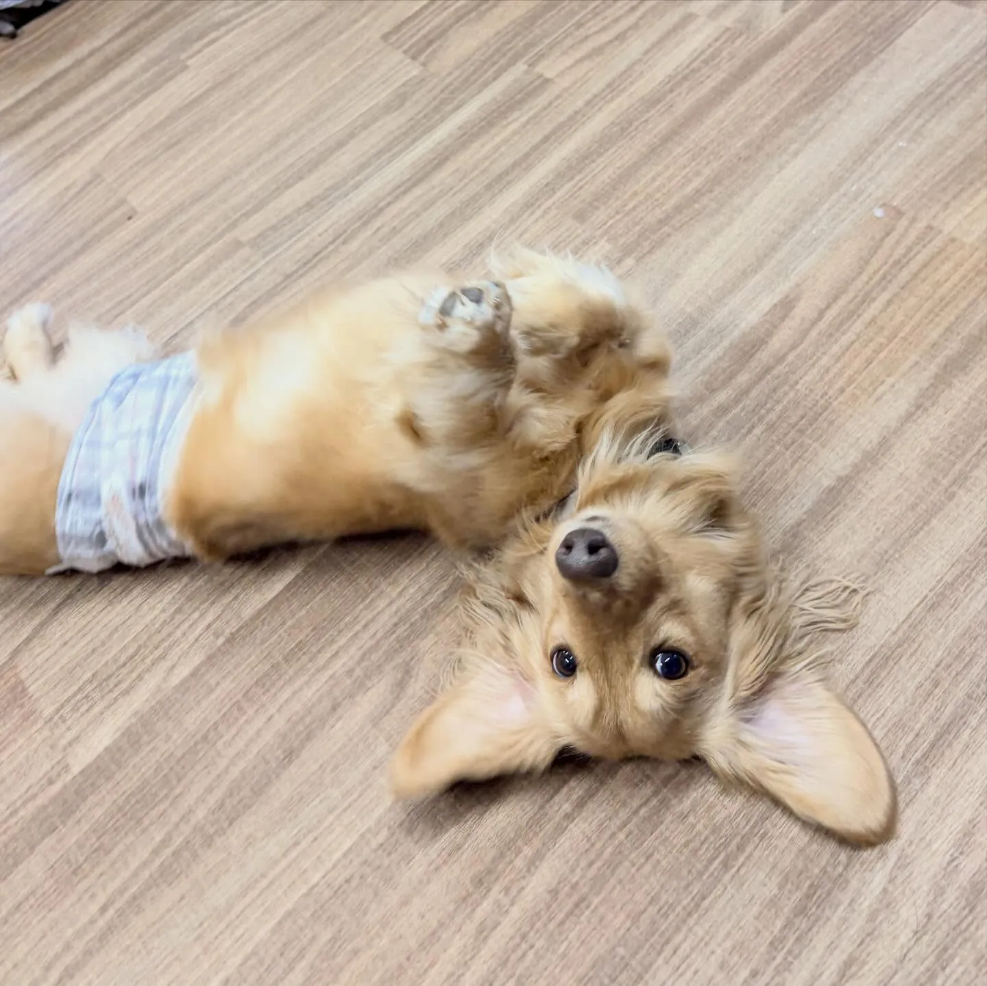 トリミングのセットメニューをご利用頂いたわんこたちです✨️