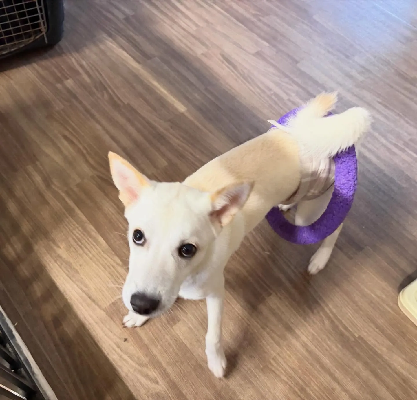 入会してくれたこむぎくんです❣️