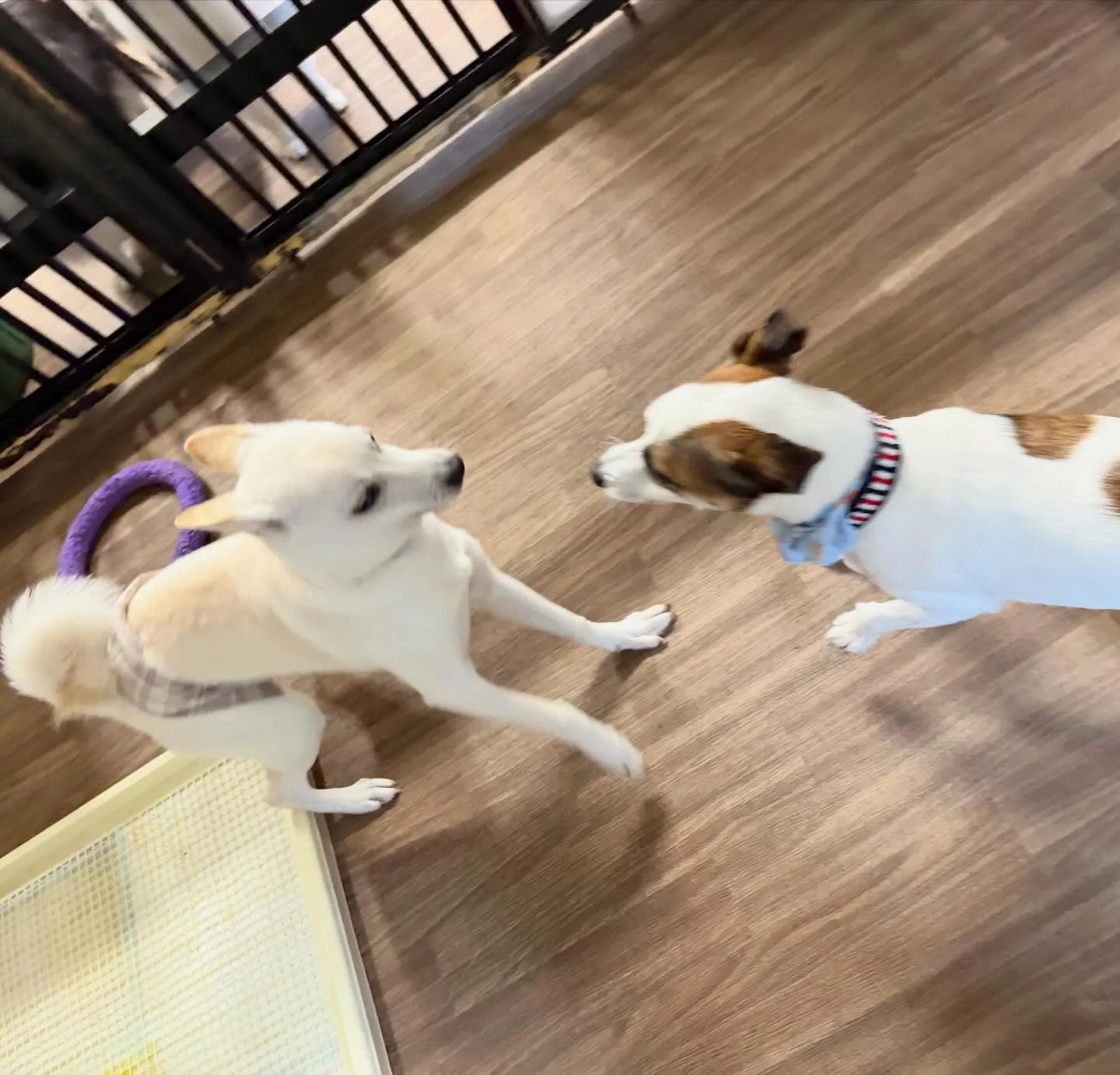 入会してくれたこむぎくんです❣️