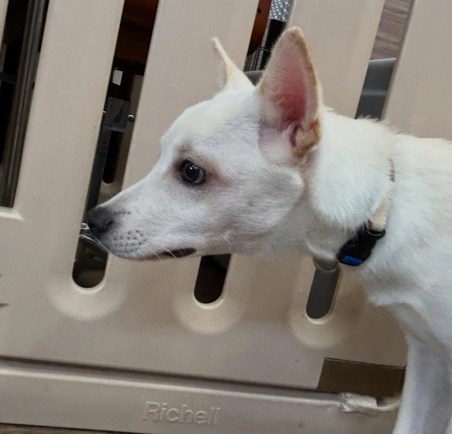 入会してくれたこむぎくんです❣️