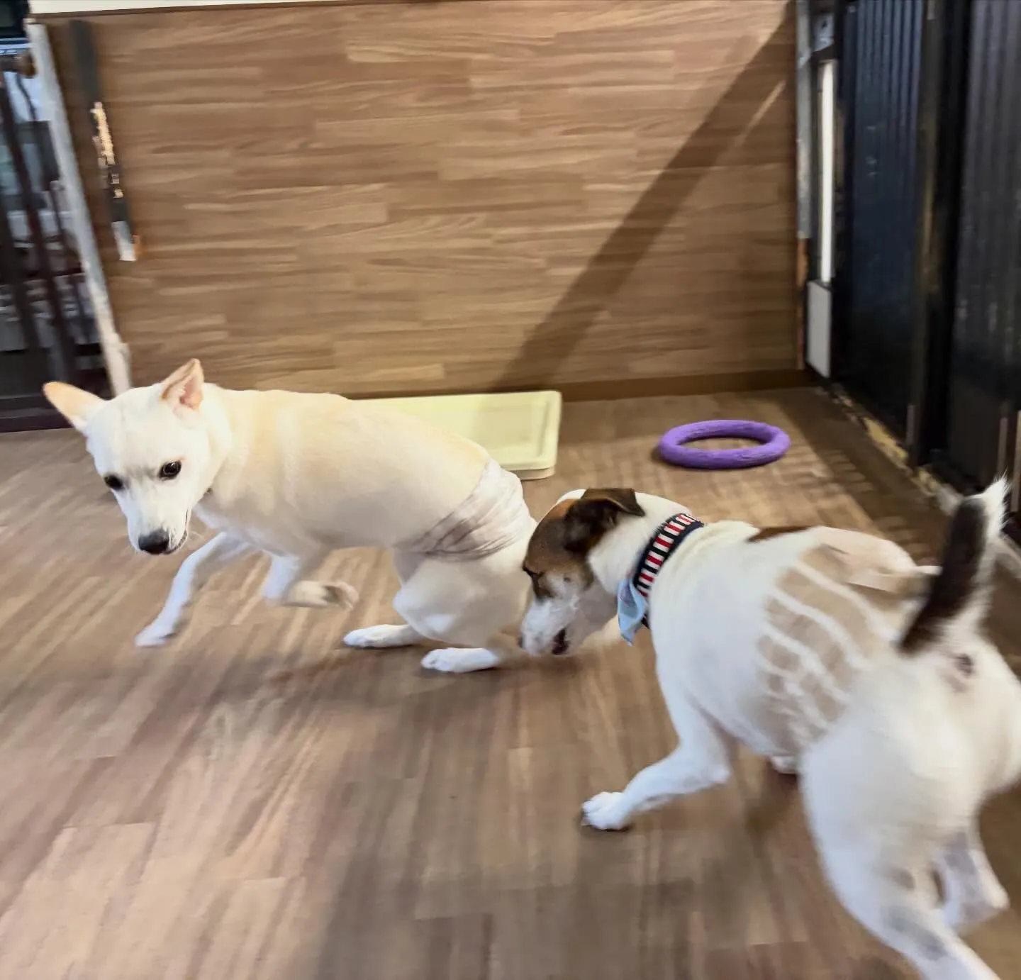 入会してくれたこむぎくんです❣️