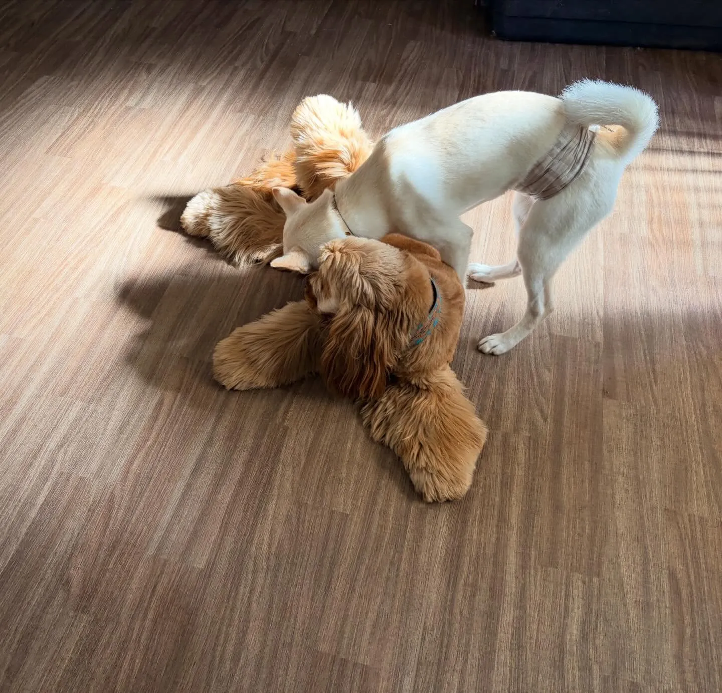 入会してくれたこむぎくんです❣️