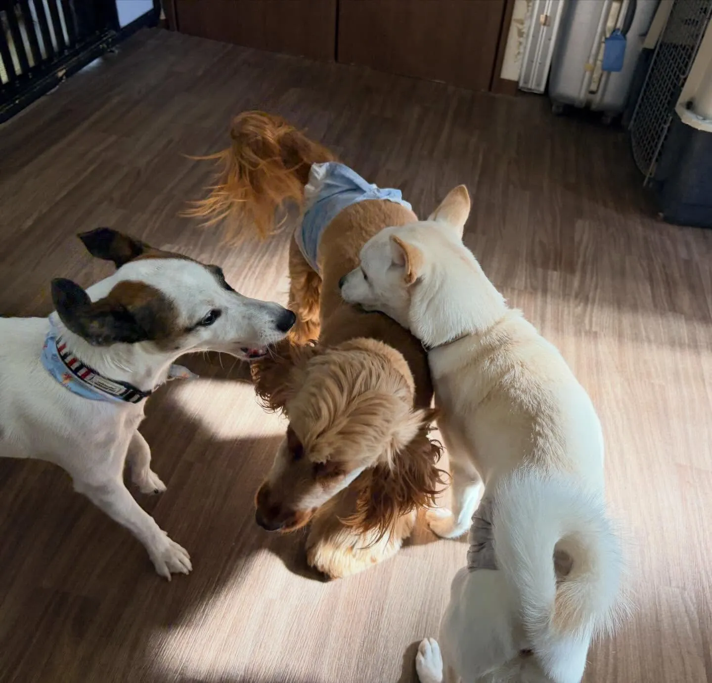 入会してくれたこむぎくんです❣️