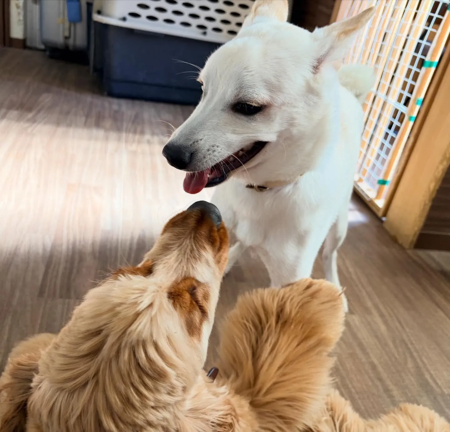 入会してくれたこむぎくんです❣️