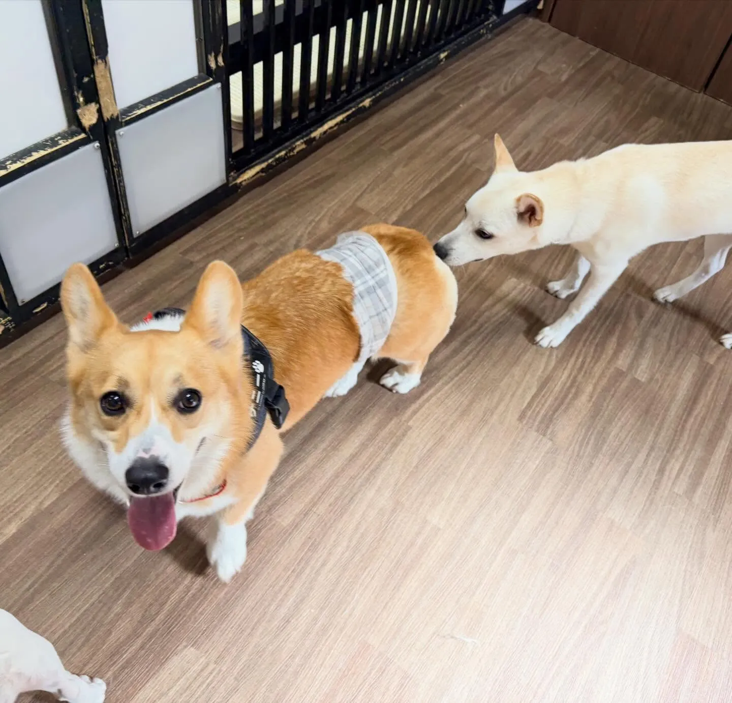 入会してくれたこむぎくんです❣️