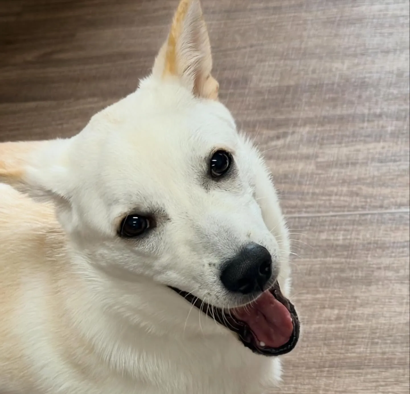 入会してくれたこむぎくんです❣️