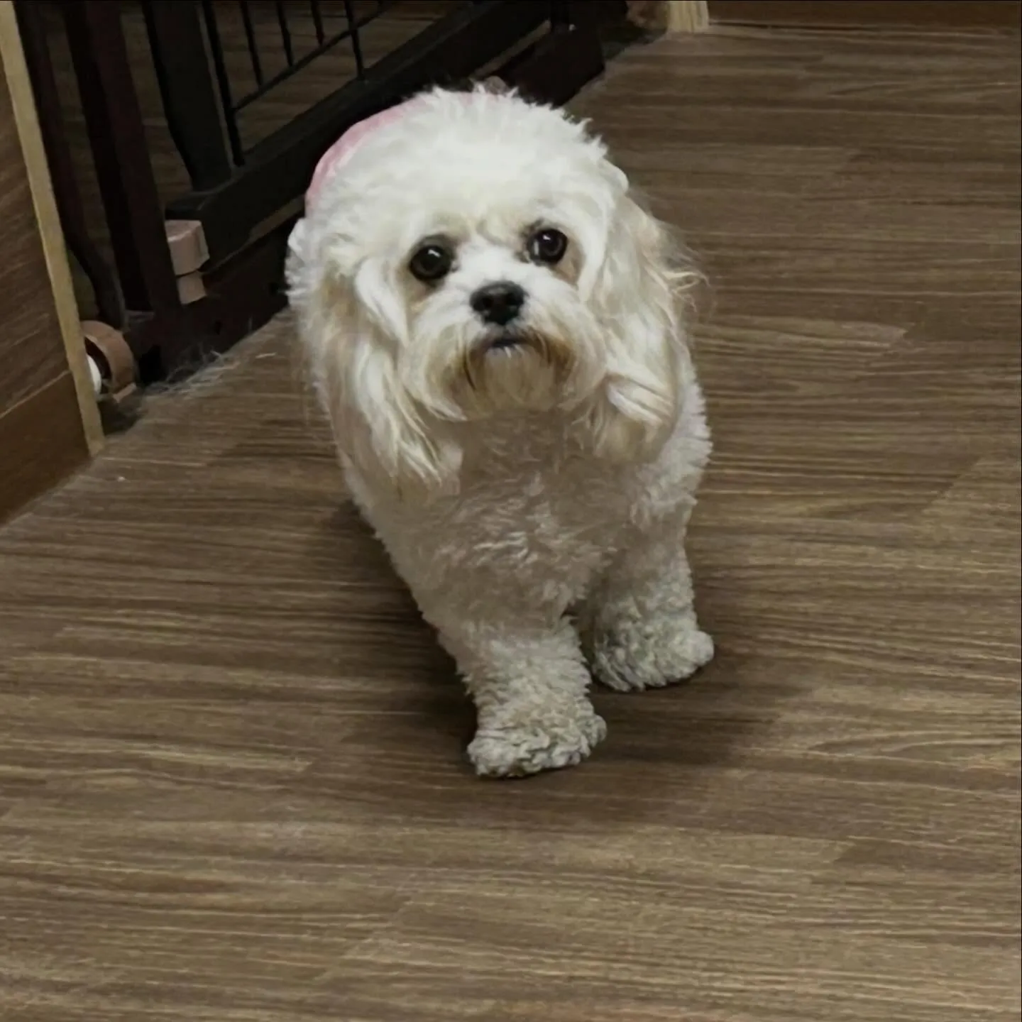 入会してくれたくうちゃんです💕