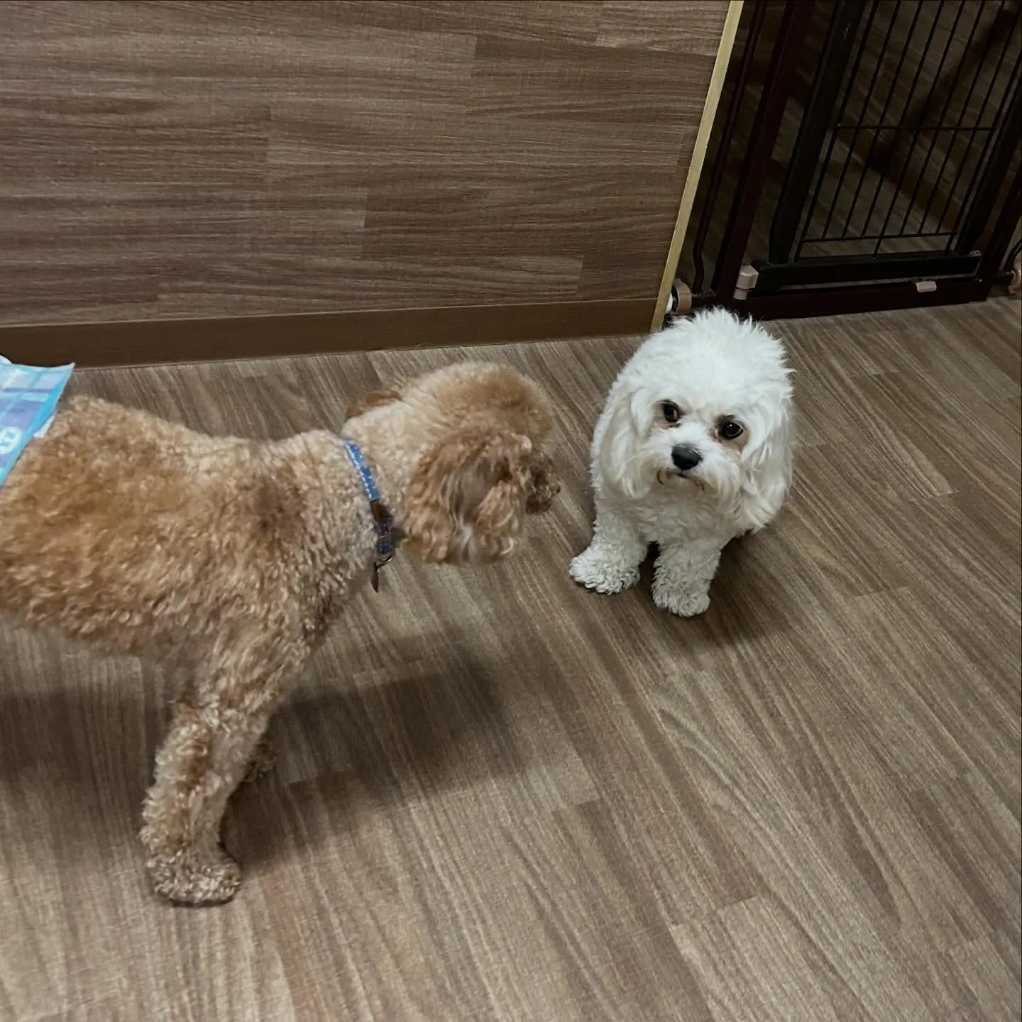 入会してくれたくうちゃんです💕