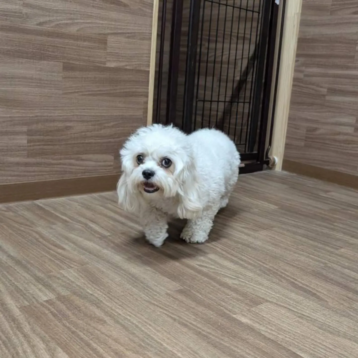 入会してくれたくうちゃんです💕