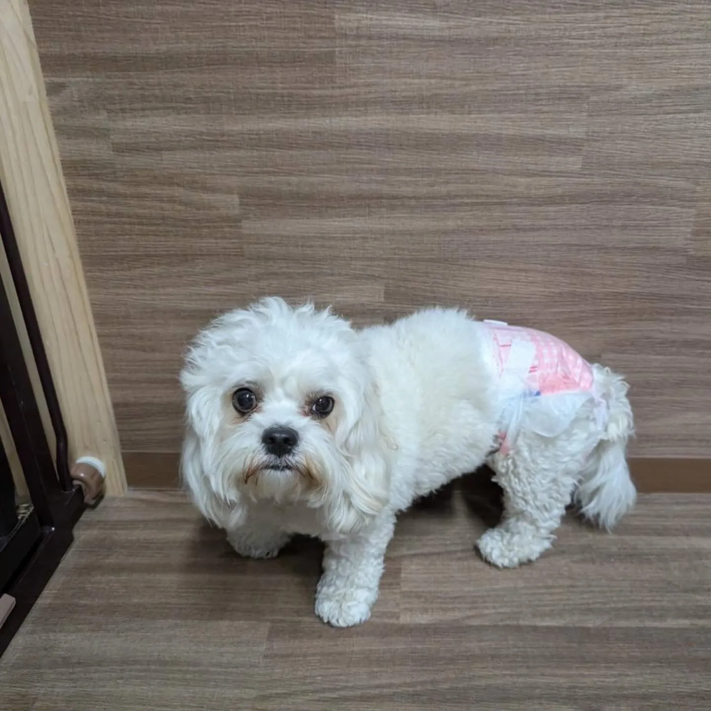 入会してくれたくうちゃんです💕