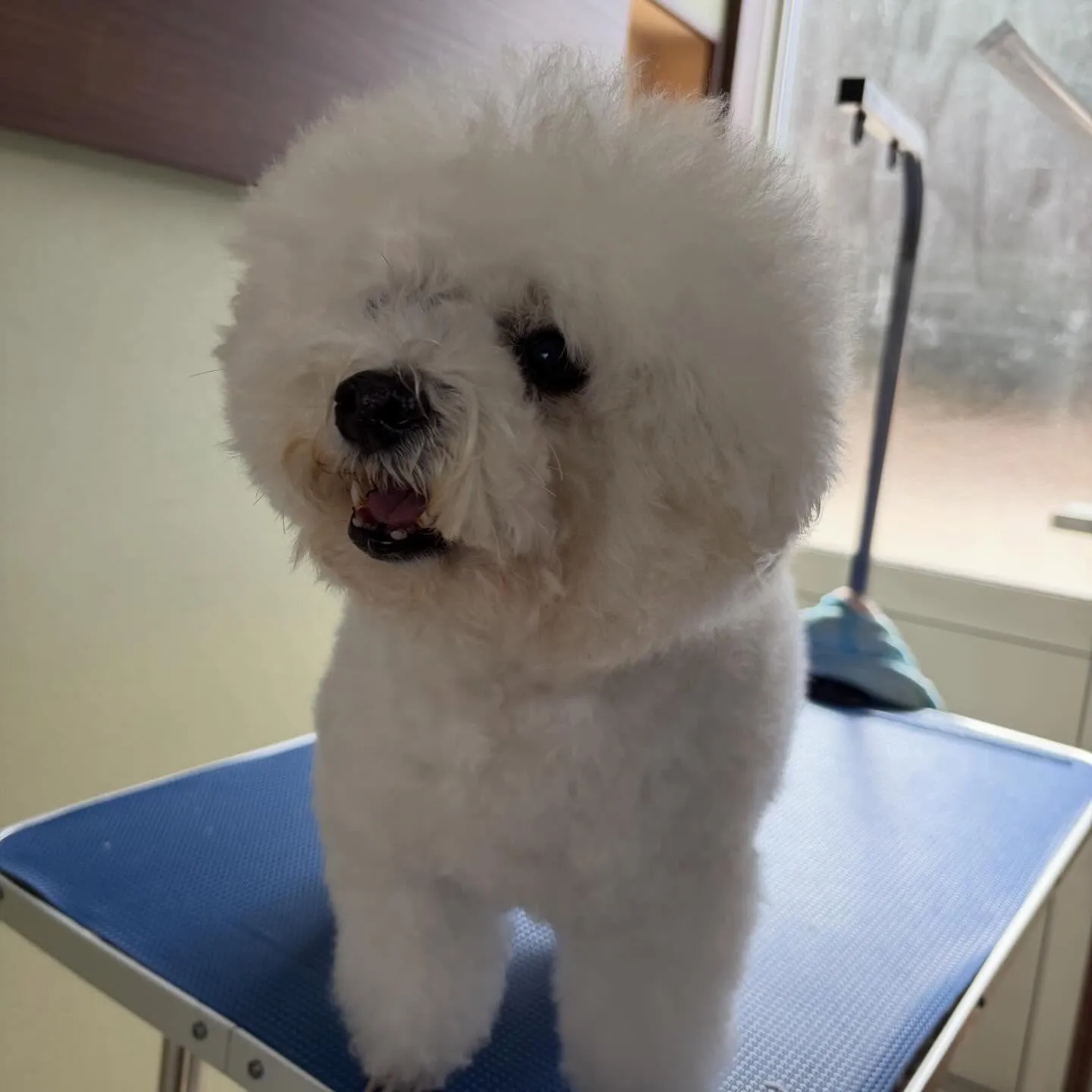 トリミングのセットメニューをご利用頂いたわんこたちです✨️