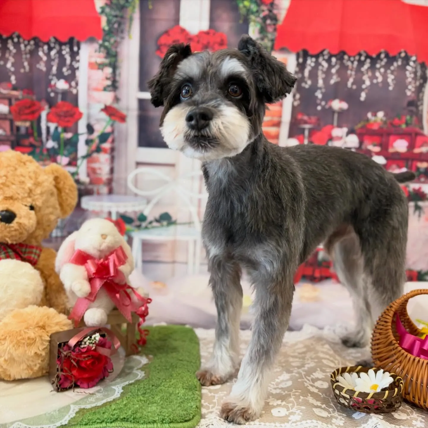 トリミングのセットメニューをご利用頂いたわんこたちです✨️