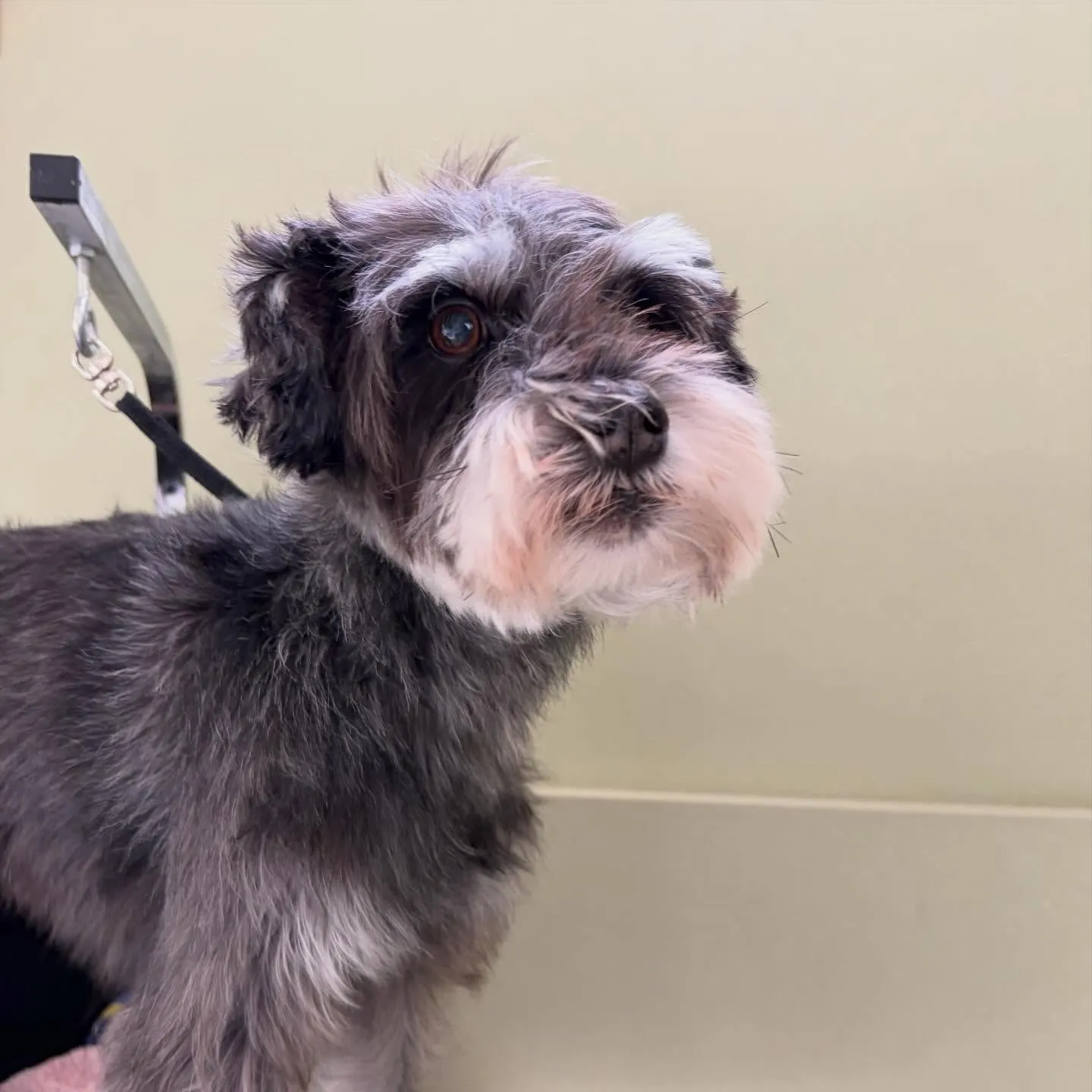 トリミングのセットメニューをご利用頂いたわんこたちです✨️