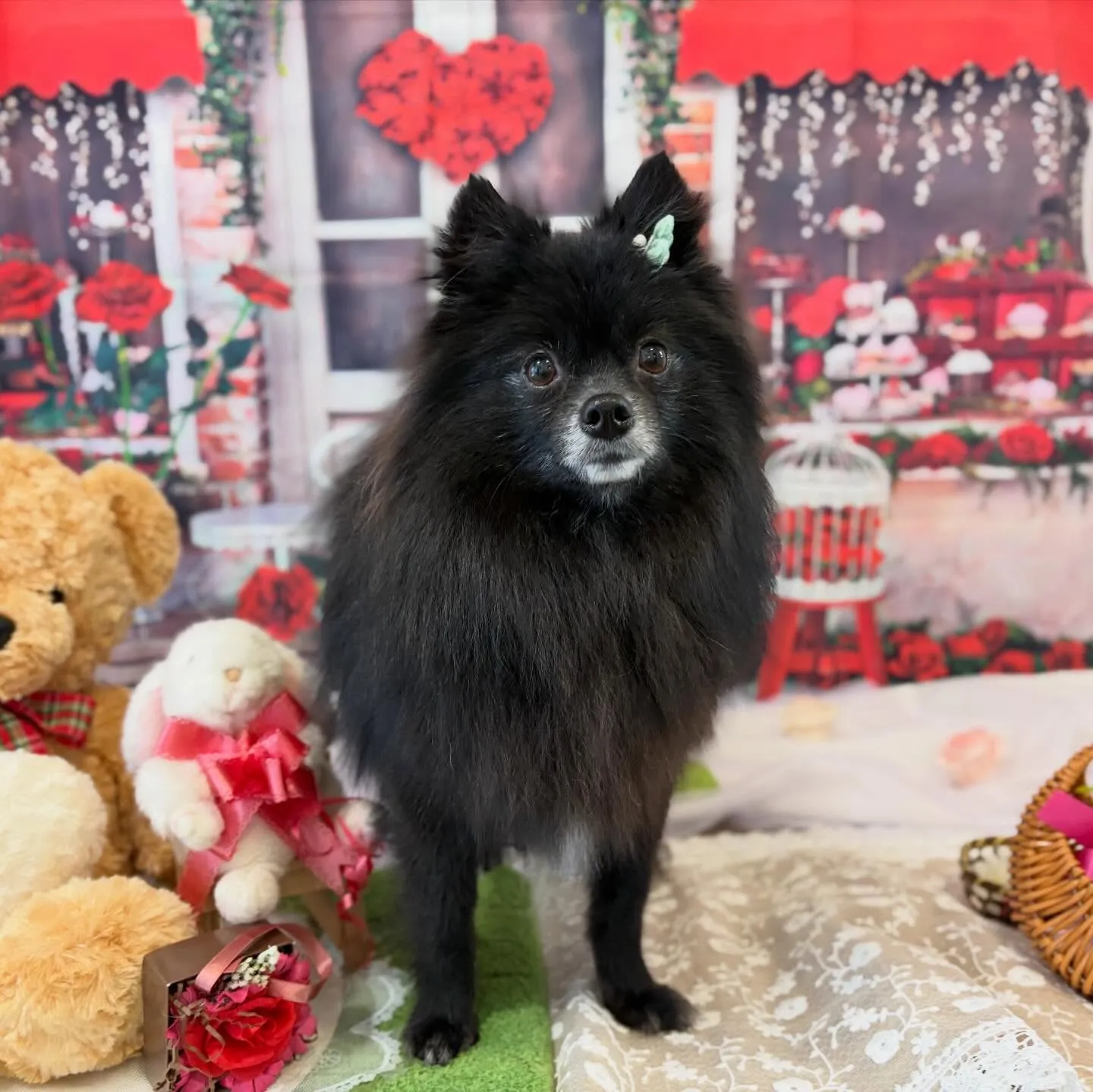 トリミングのセットメニューをご利用頂いたわんこたちです✨️