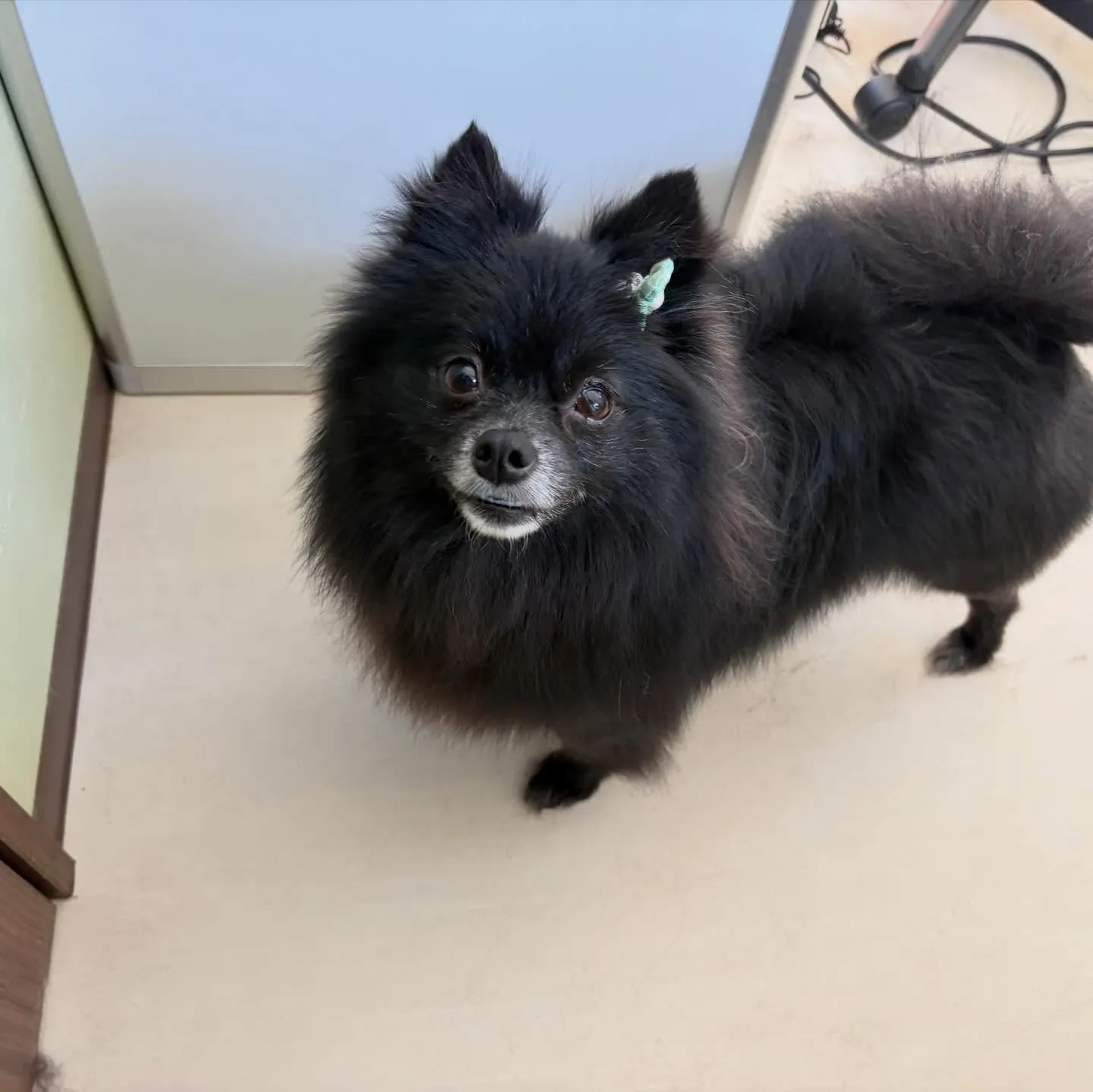 トリミングのセットメニューをご利用頂いたわんこたちです✨️