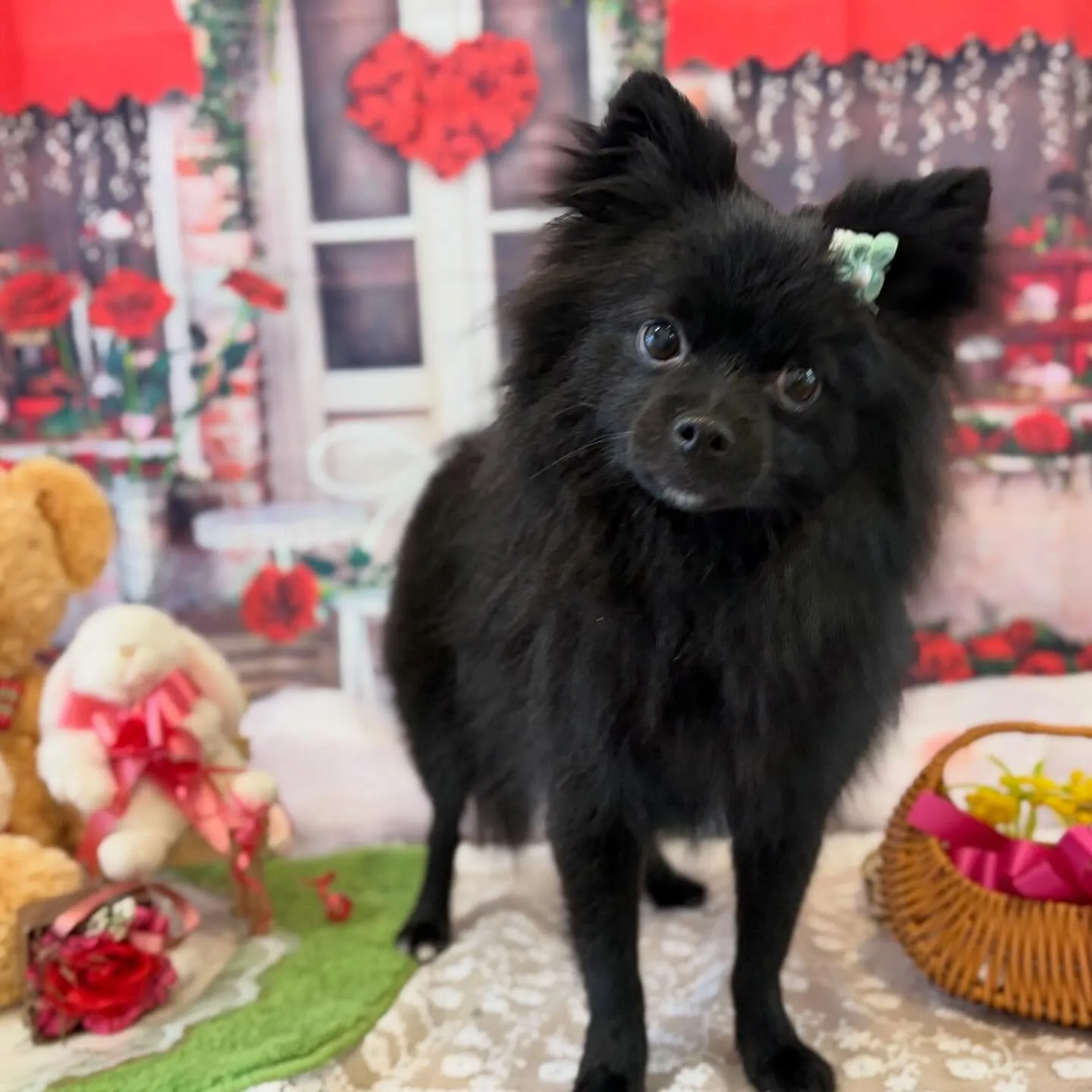 トリミングのセットメニューをご利用頂いたわんこたちです✨️