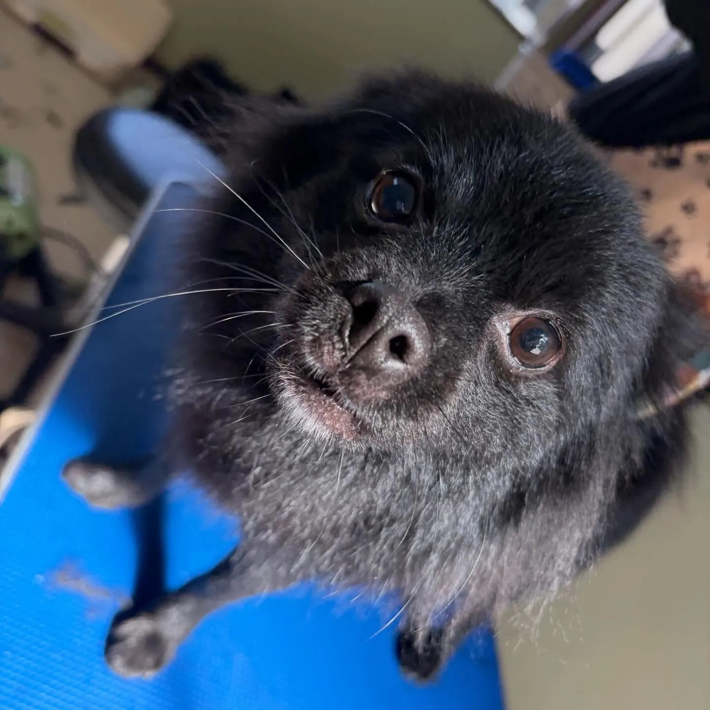 トリミングのセットメニューをご利用頂いたわんこたちです✨️