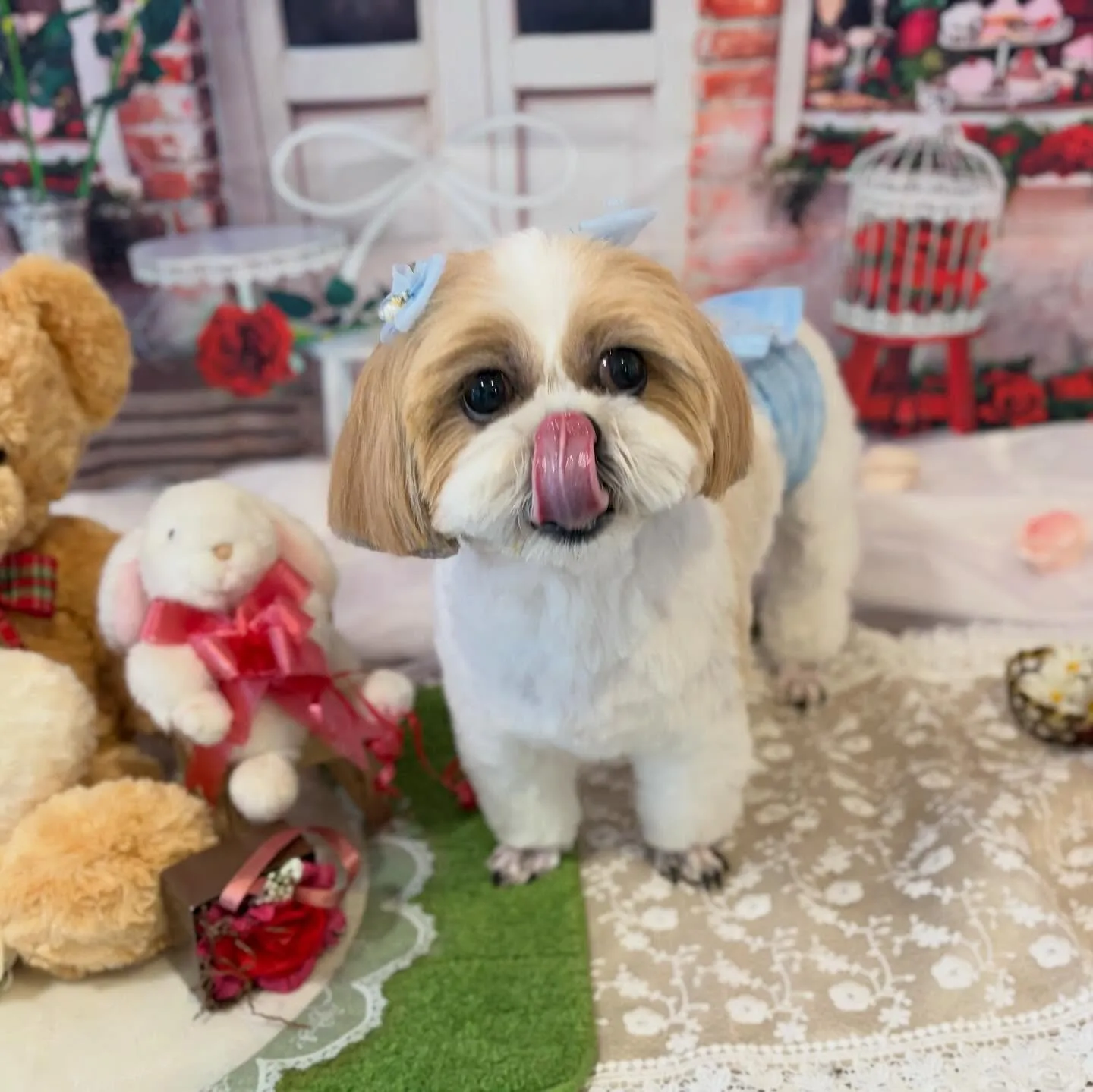 トリミングのセットメニューをご利用頂いたわんこたちです✨️