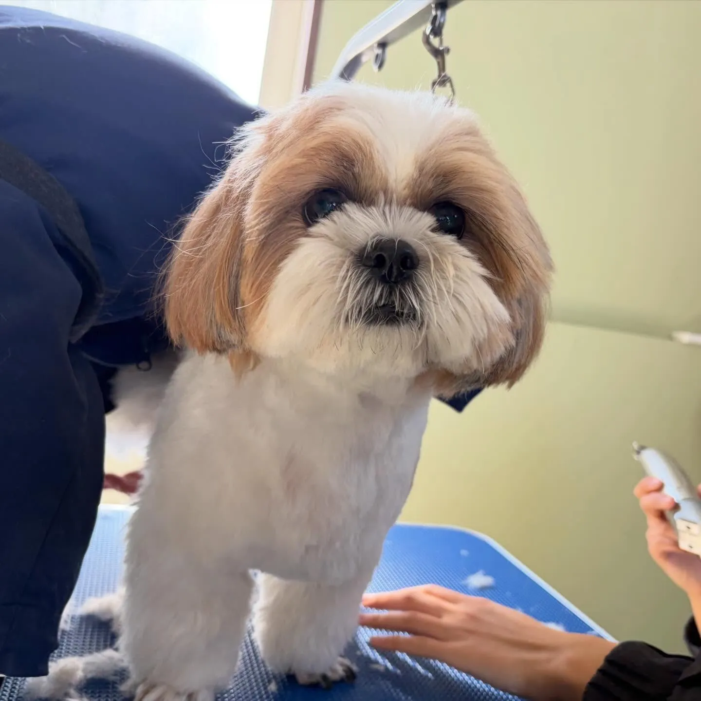 トリミングのセットメニューをご利用頂いたわんこたちです✨️