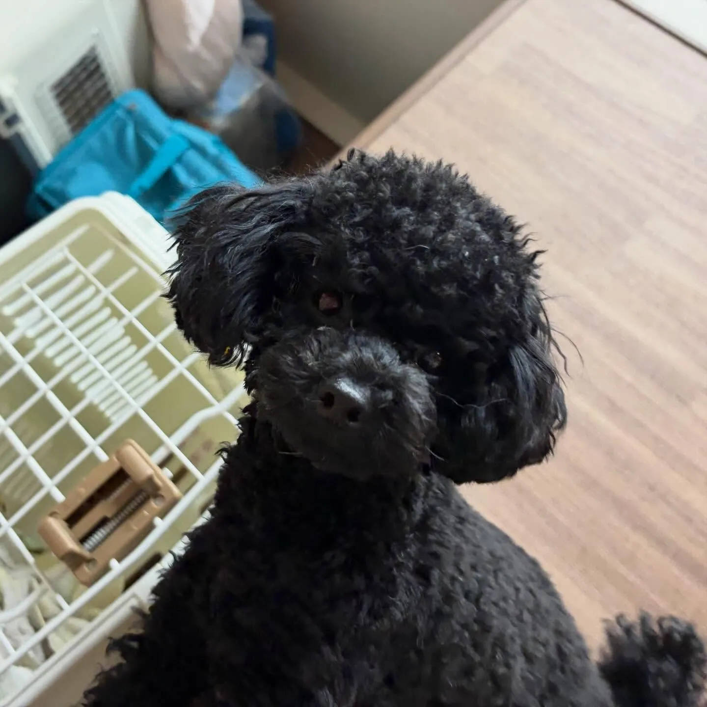 入会してくれたノアちゃんです💖