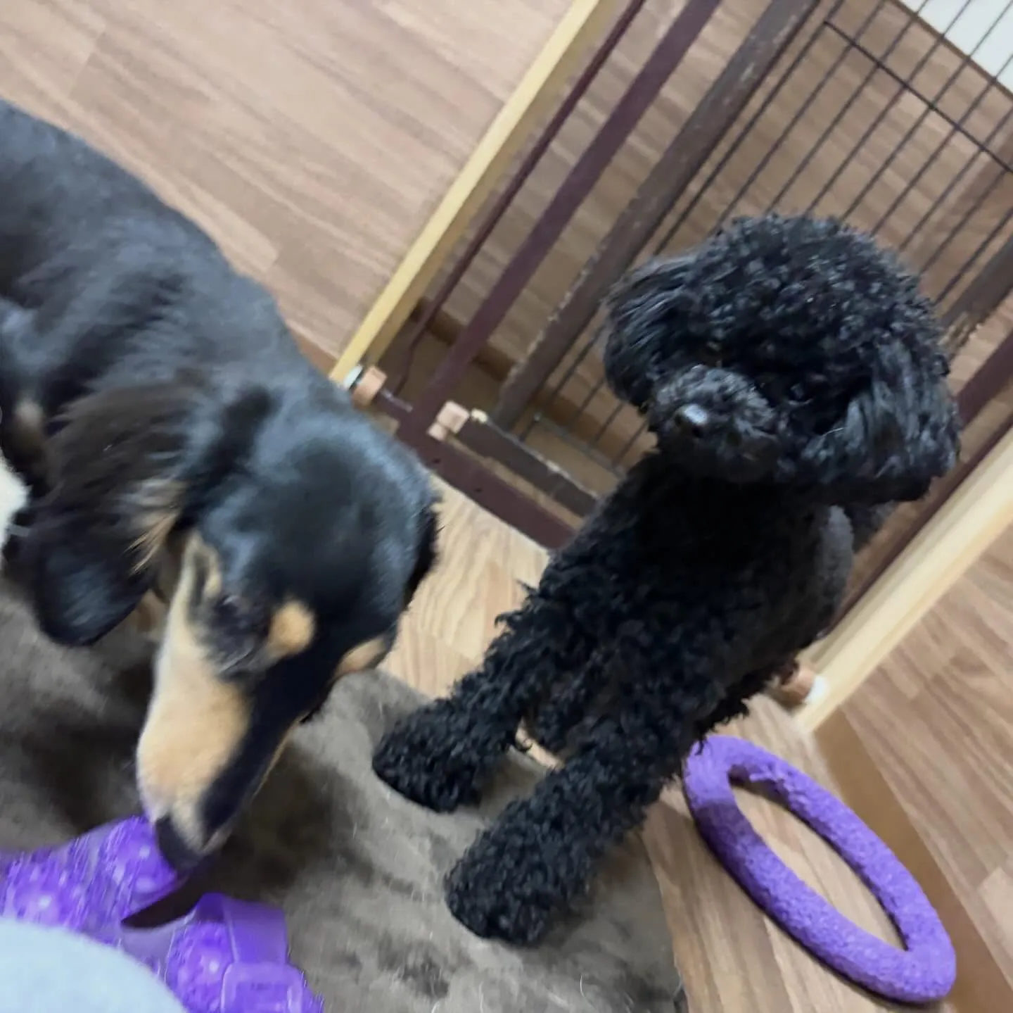 入会してくれたノアちゃんです💖